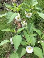 Image of large false groundcherry