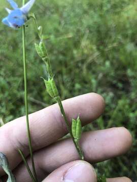 Image of Carolina larkspur