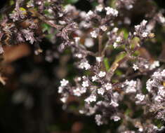 Image de Valeriana microphylla Kunth