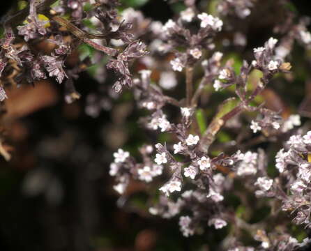 Imagem de Valeriana microphylla Kunth