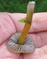 Image of Hygrocybe singeri (A. H. Sm. & Hesler) Singer 1958