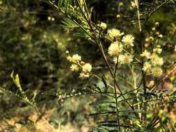 Image of Acacia loroloba Tindale