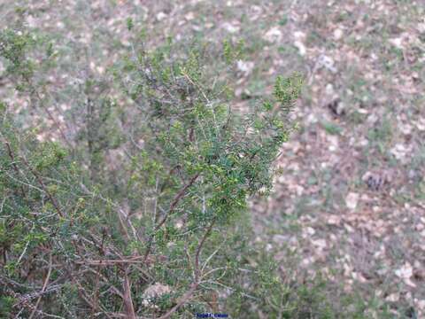 Image of green heather