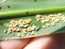 Image of Aphid