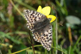 Image of Alaskan Fritillary