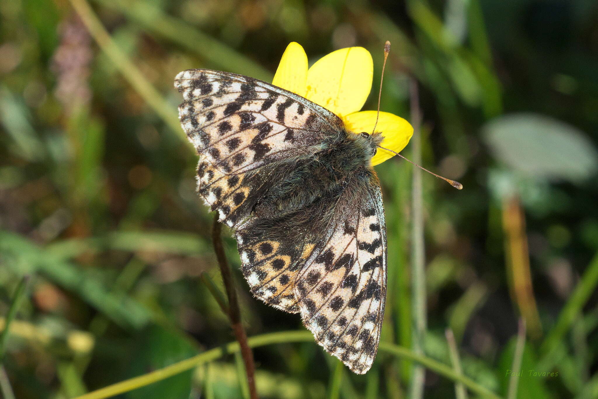 Image of Boloria alaskensis Holland 1900