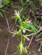 Image of Tall shield orchid