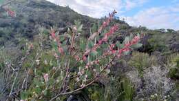 Image de Hakea neurophylla Meissn.