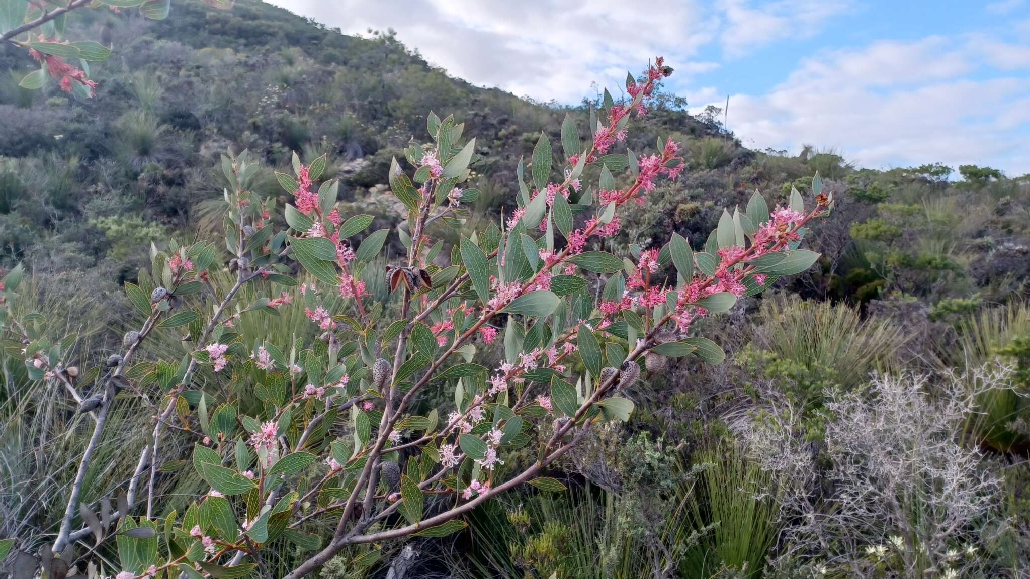 Image de Hakea neurophylla Meissn.