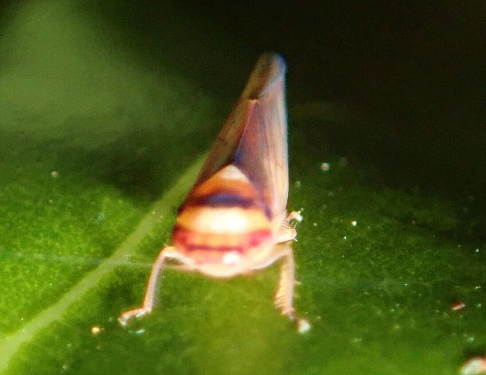 Image of Carvaka elegantula Evans 1966