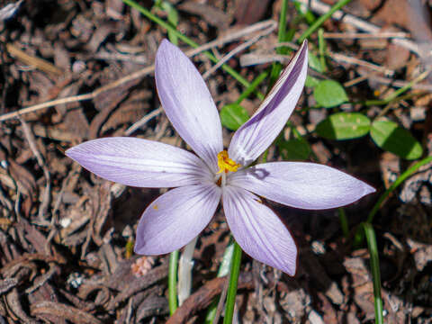 Image of Corsican crocus