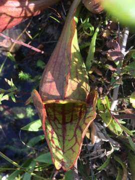 Image of southern purple pitcherplant