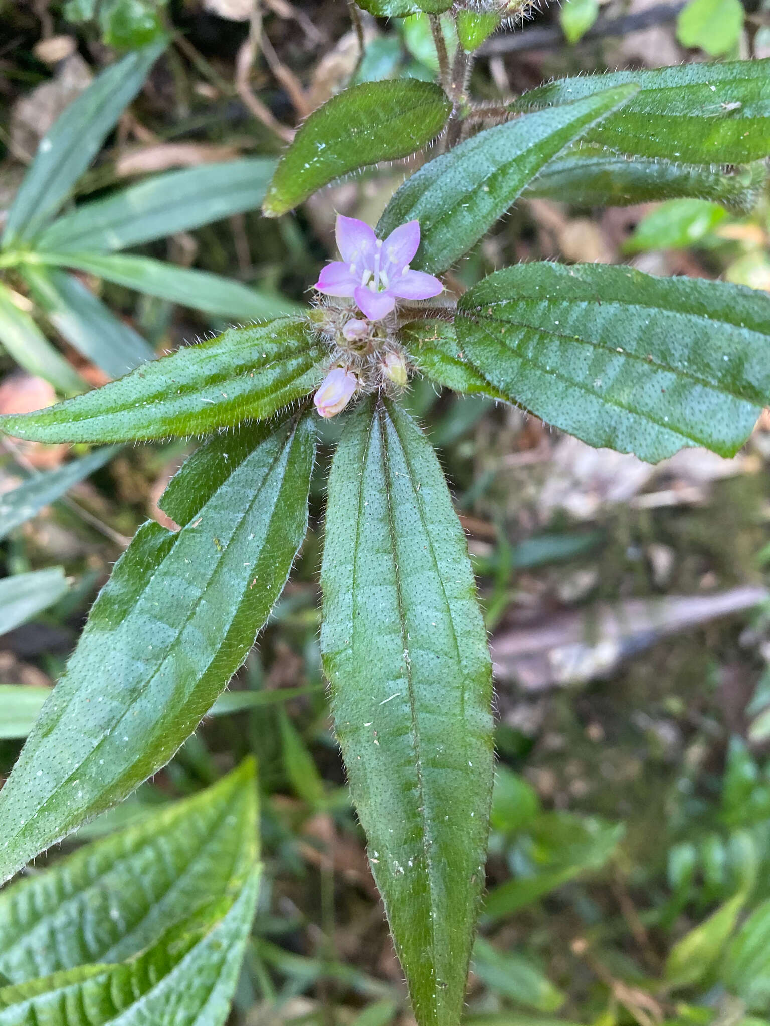 Image of Gravesia setifera H. Perrier