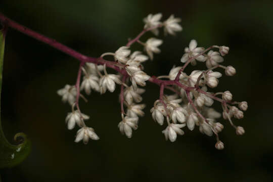 Слика од Maianthemum oleraceum (Baker) La Frankie