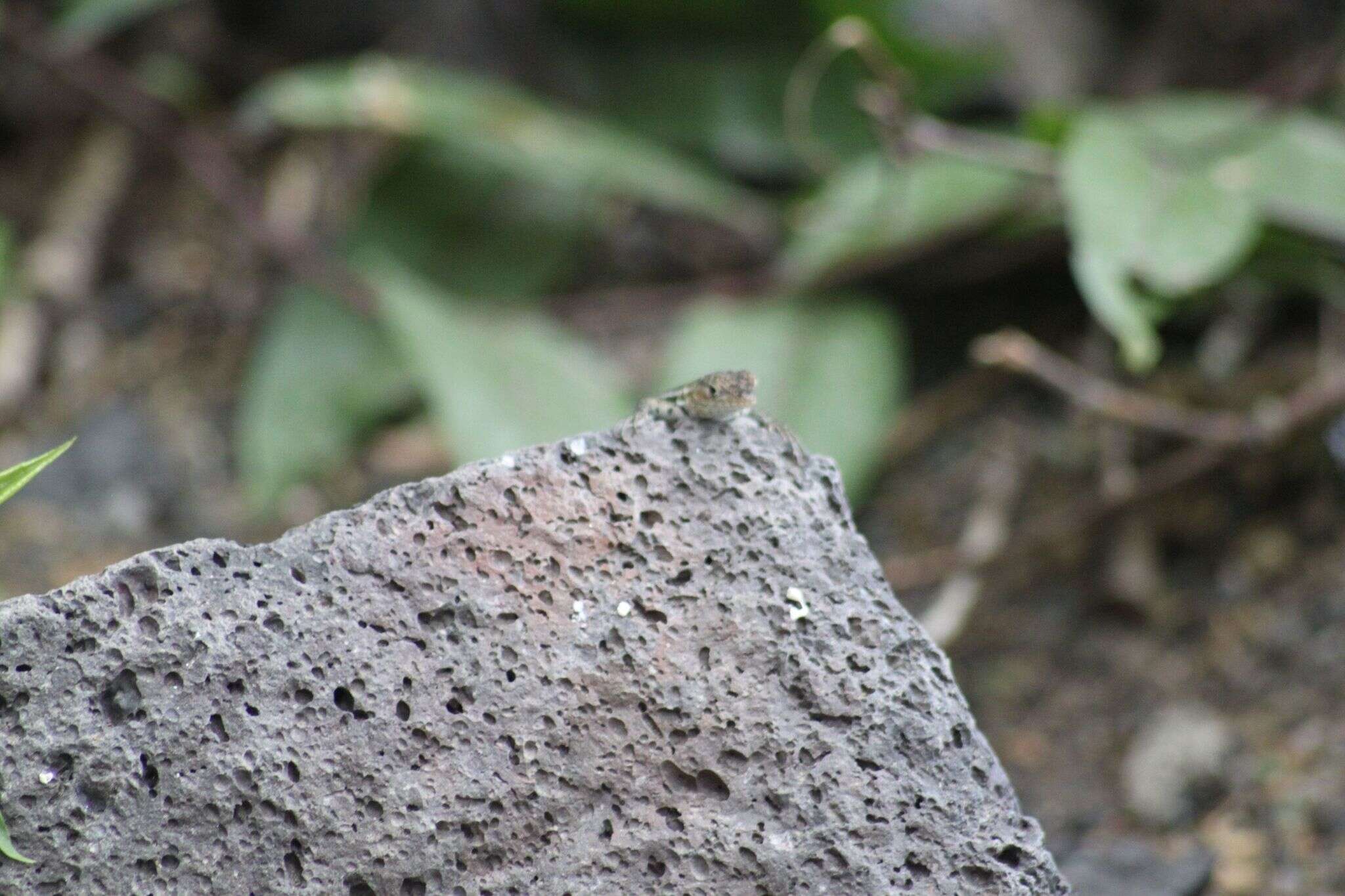 Image of Galapagos Lava Lizard