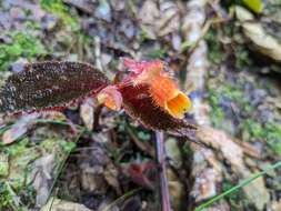 Слика од Begonia lehmannii (Irmsch.) L. B. Sm. & B. G. Schub.