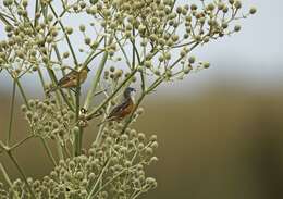 Image of Marsh Seedeater