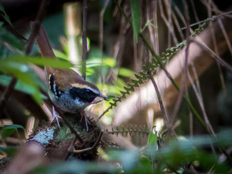 Image of White-bibbed Antbird