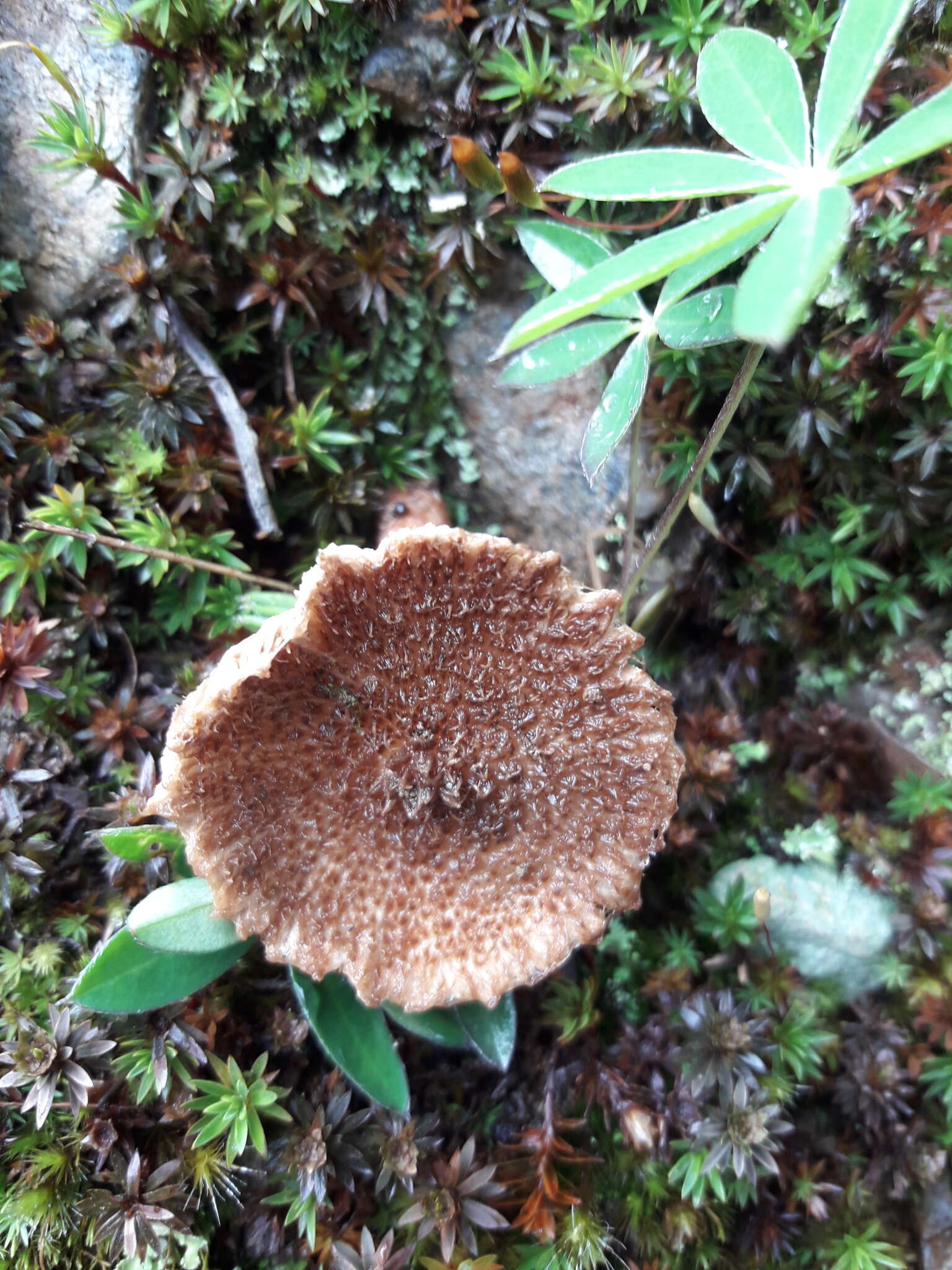 Image of Inocybe hystrix (Fr.) P. Karst. 1879