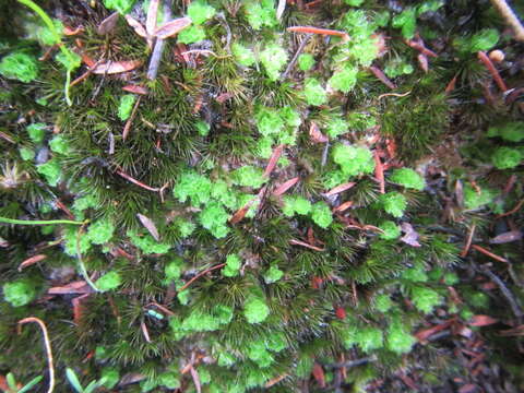 Goebelobryum unguiculatum (Hook. fil. & Taylor) Grolle的圖片