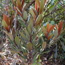 Image of Pycnandra obscurinerva (Vink) Swenson & Munzinger