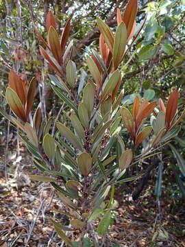 Image of Pycnandra obscurinerva (Vink) Swenson & Munzinger