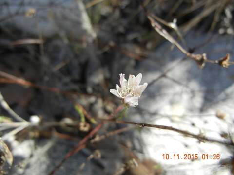 Image de Malacothrix saxatilis (Nutt.) Torr. & A. Gray