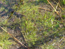 Image of Isolepis pusilla Kunth