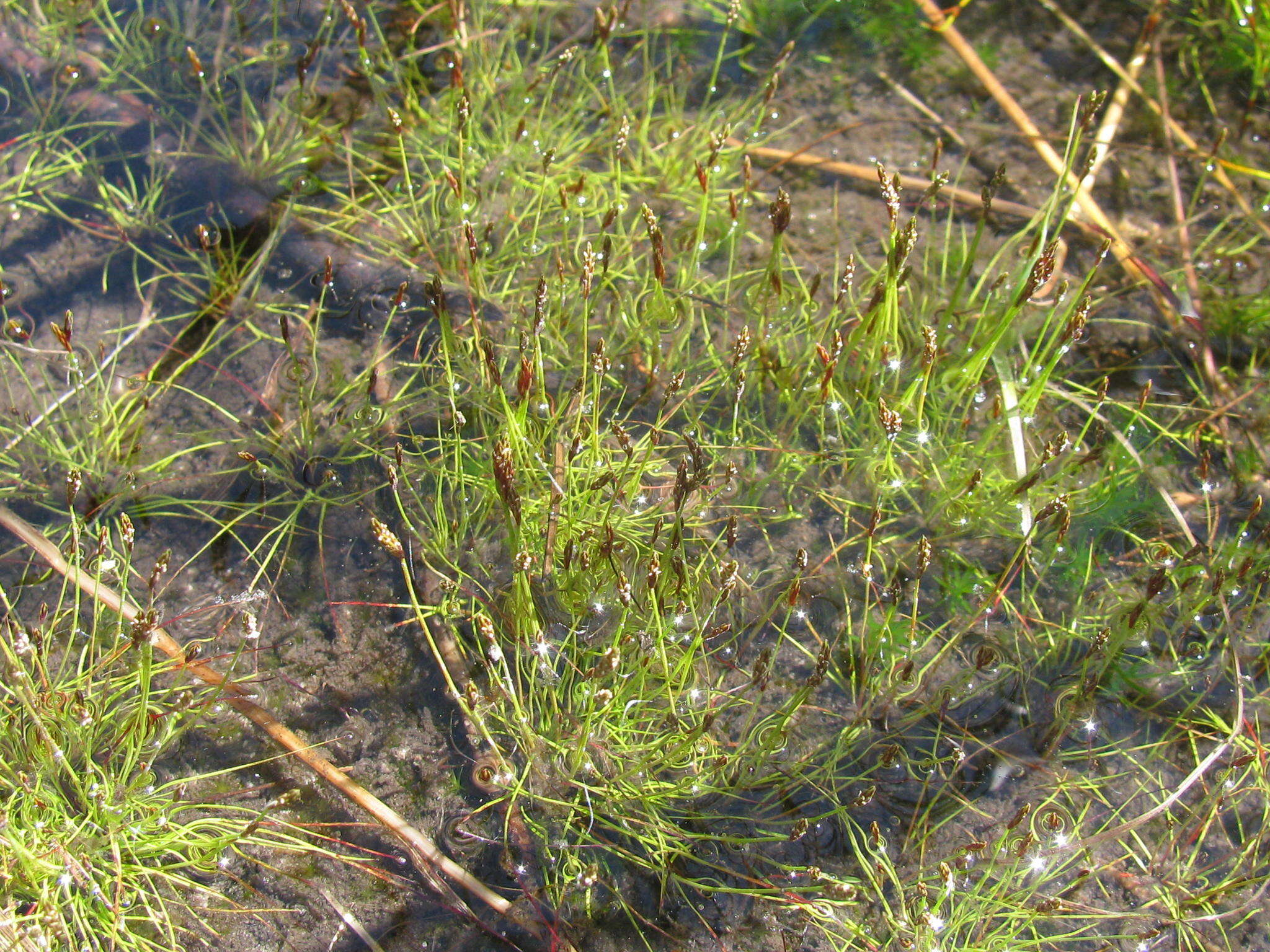 Image of Isolepis pusilla Kunth