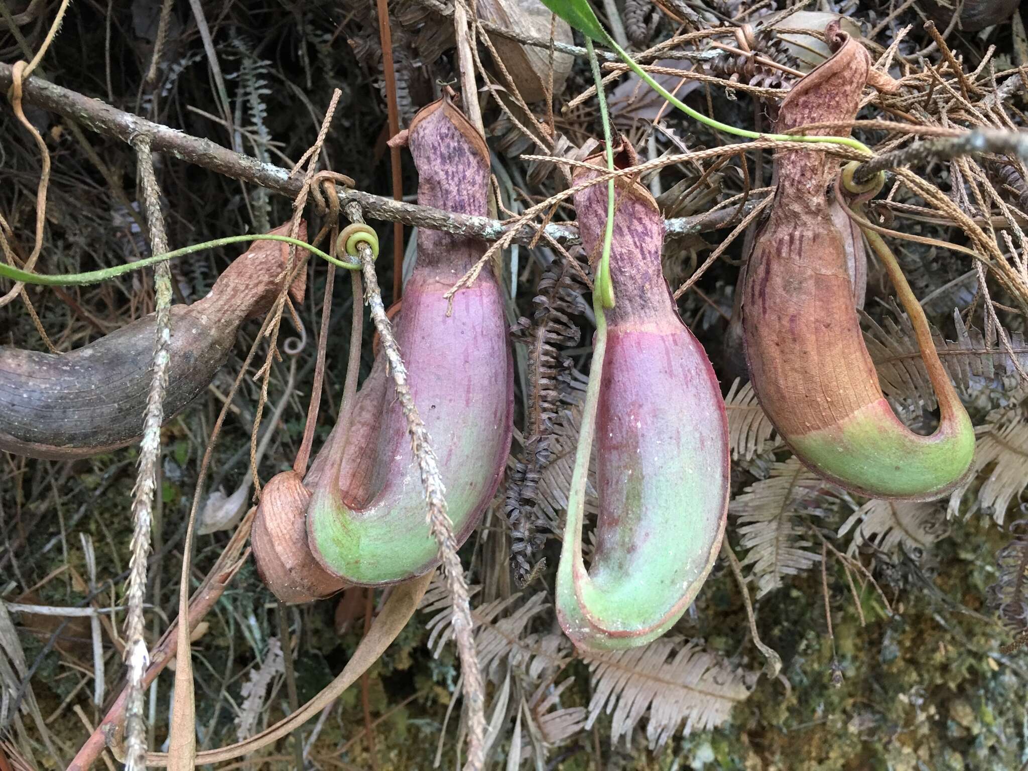 Image of Nepenthes albomarginata T. Lobb ex Lindl.