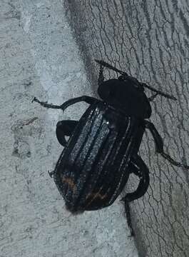 Image of Red-lined Carrion Beetle