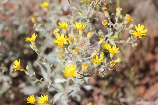 Image of Zion false goldenaster