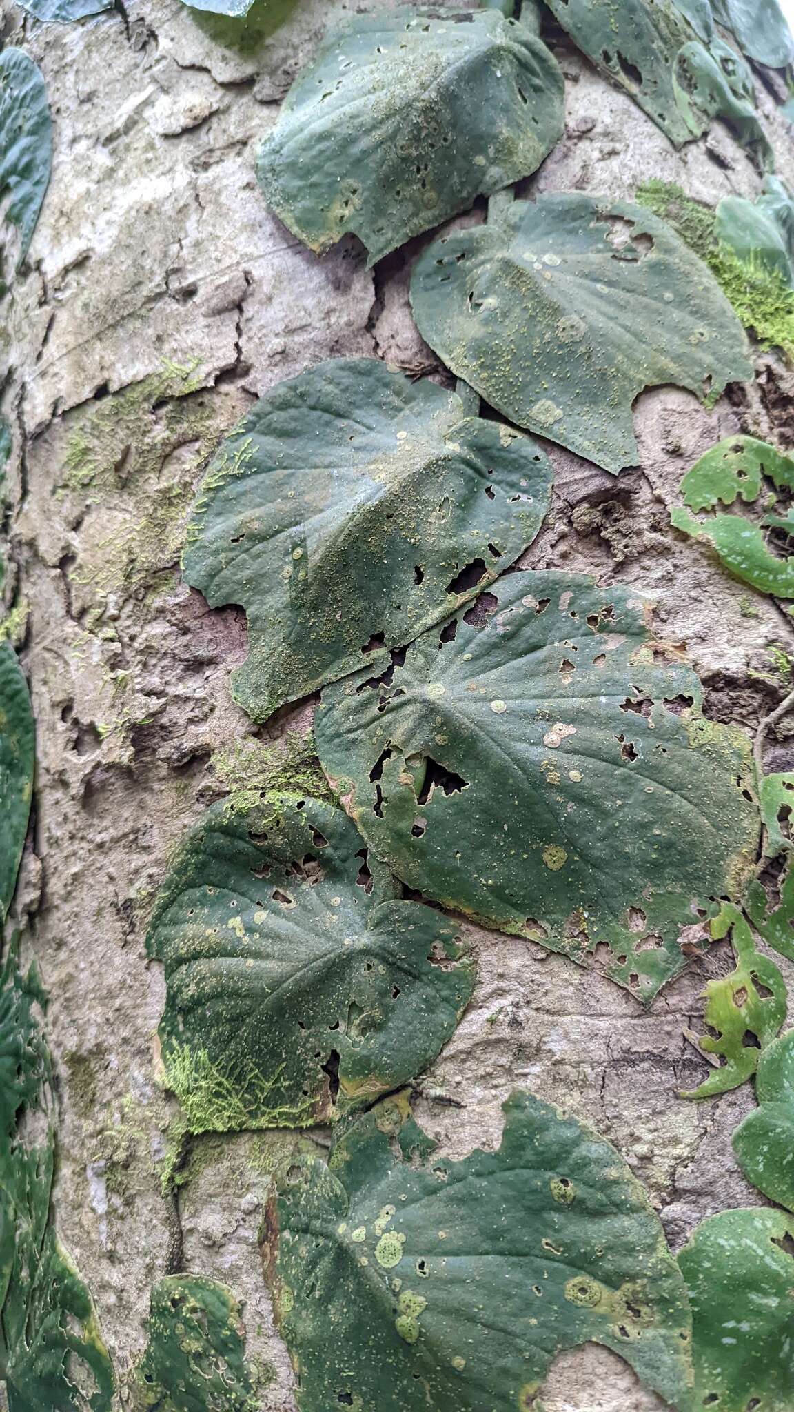 Image of Monstera tenuis K. Koch