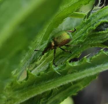 Byctiscus rugosus Voss 1930 resmi