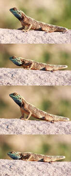 Image of Peters' ground agama