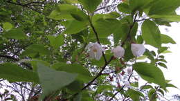 Image de Halesia carolina L.