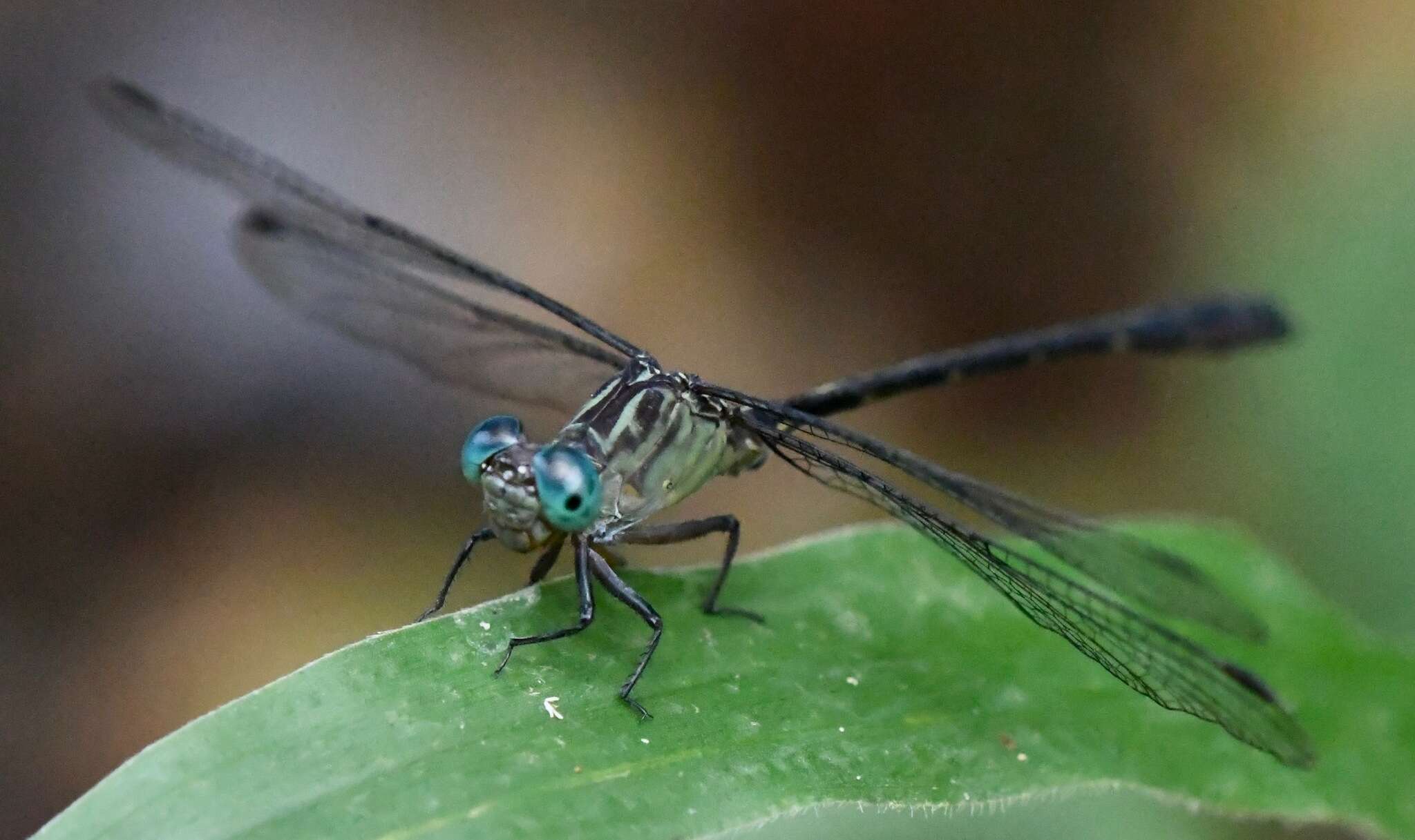 Image of Heliogomphus kelantanensis (Laidlaw 1902)