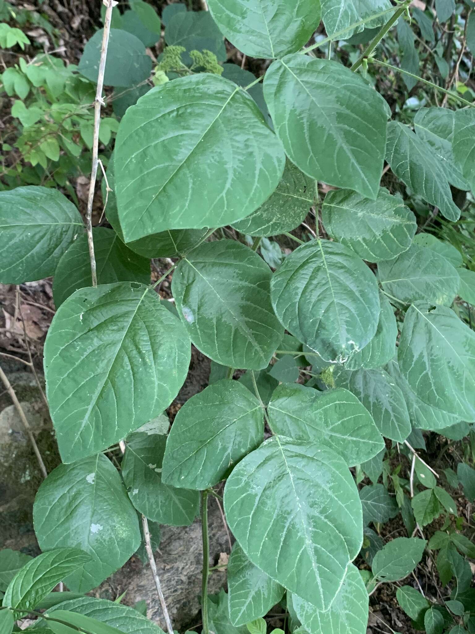 Desmodium canescens (L.) DC. resmi