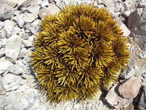 Imagem de Aciphylla dobsonii Hook. fil.