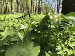 Imagem de Trillium flexipes Raf.