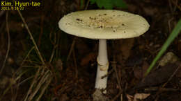 Image of Amanita subparvipantherina Zhu L. Yang, Q. Cai & Yang Y. Cui 2015