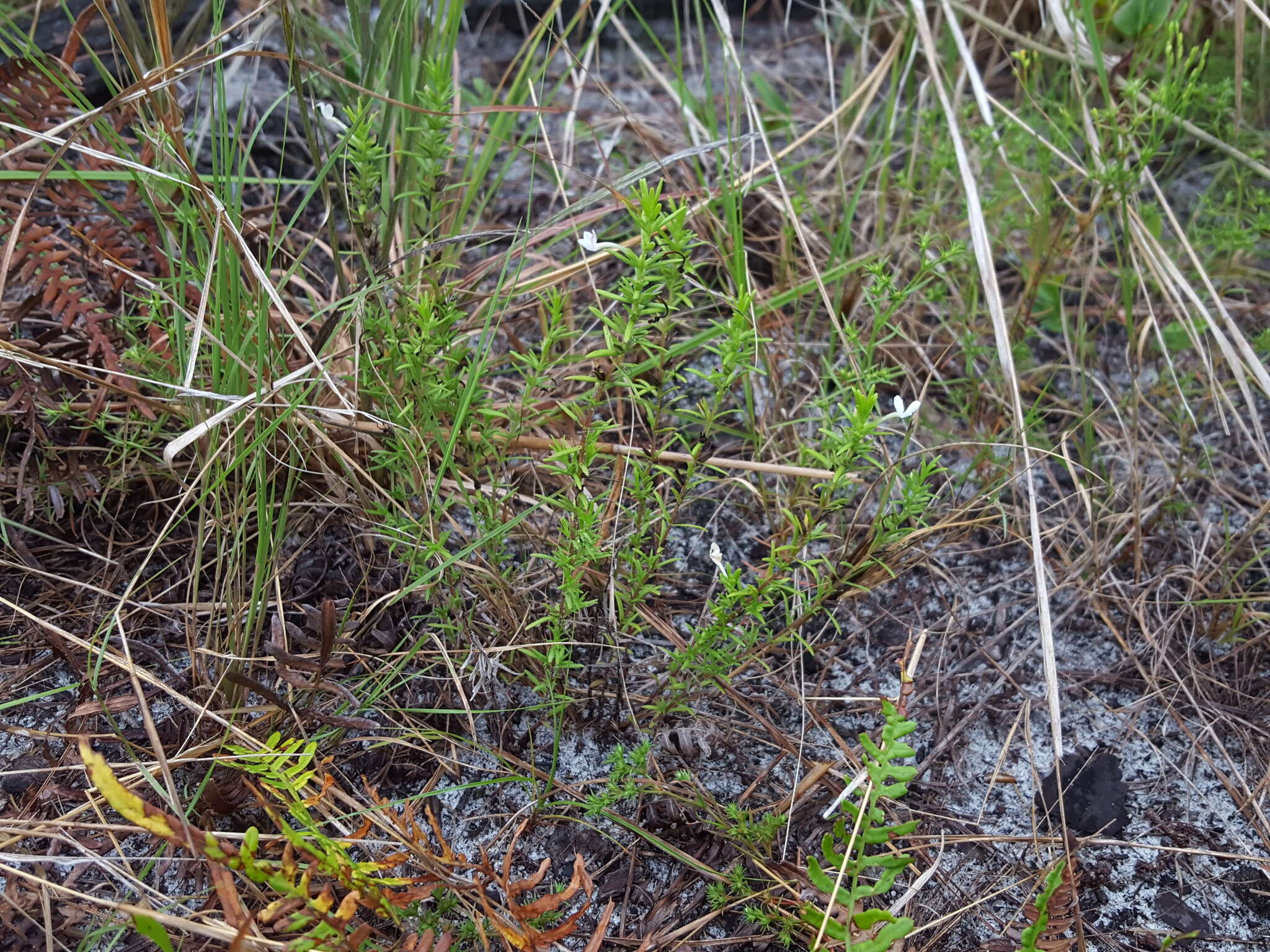 Image of Rough False Hedge-Nettle