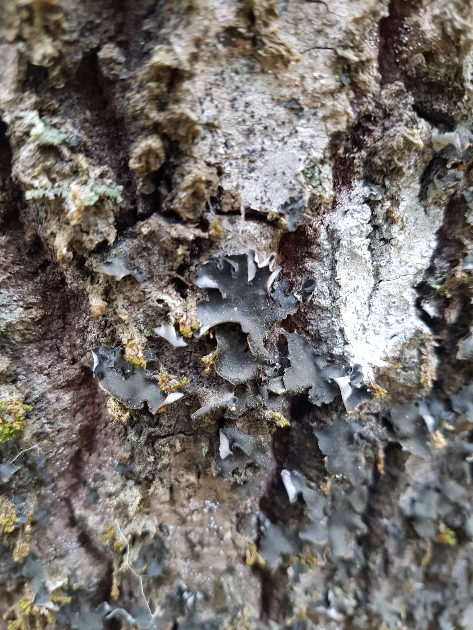 Image of Bearded jellyskin