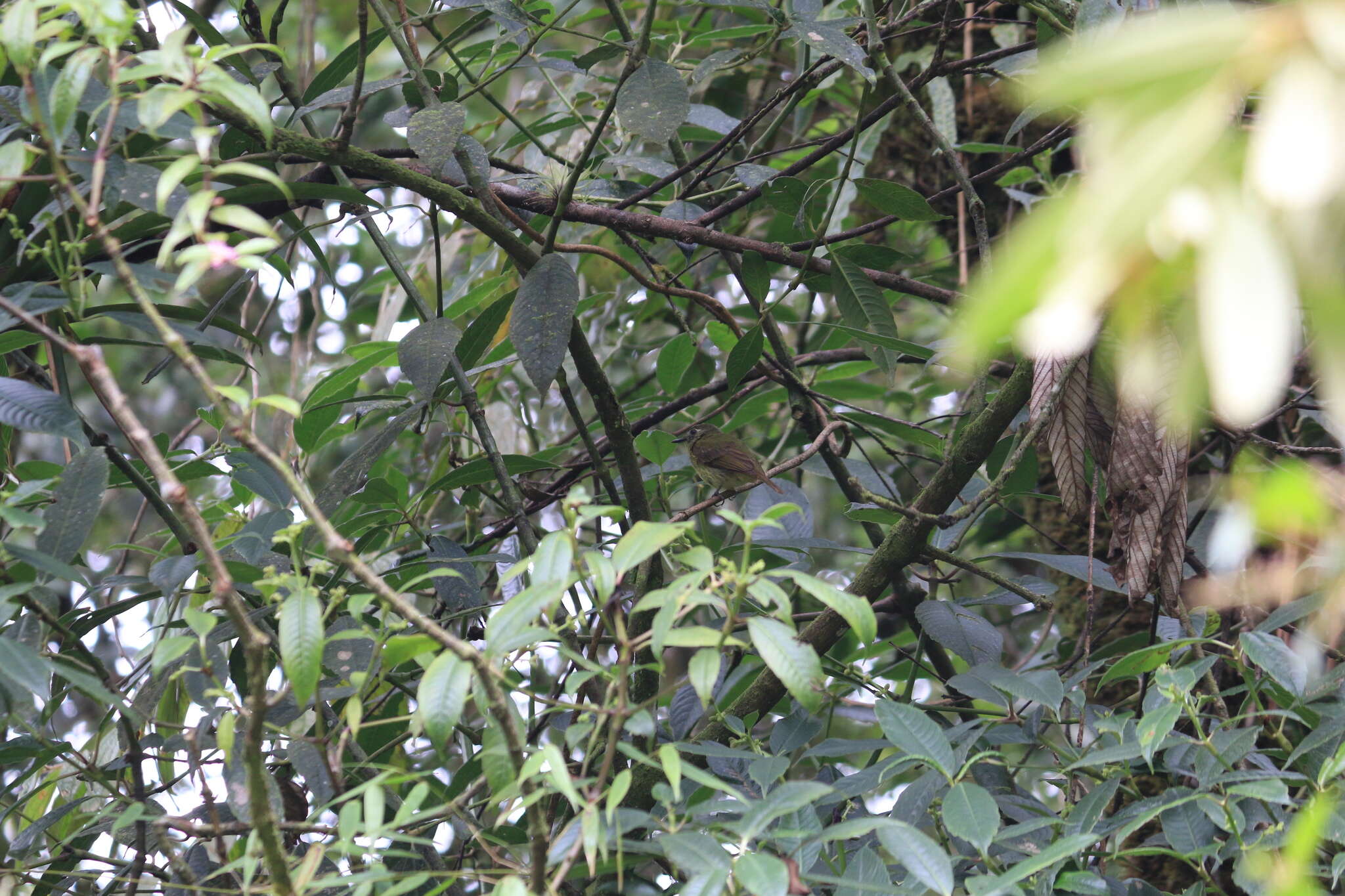 Image of Olive-striped Flycatcher