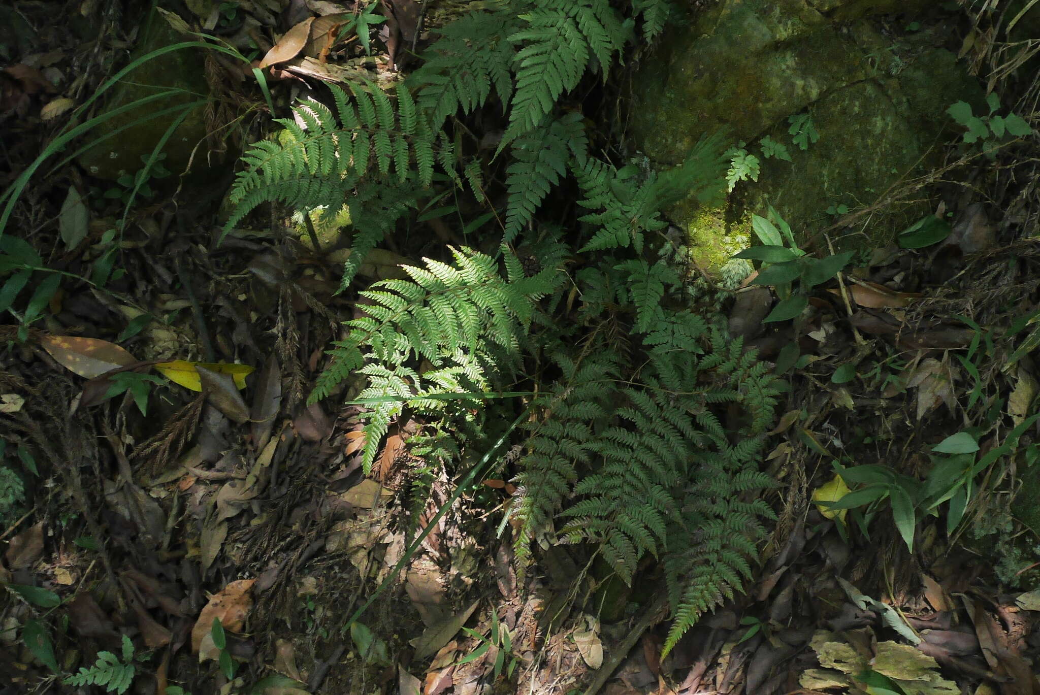 Imagem de Amauropelta glanduligera