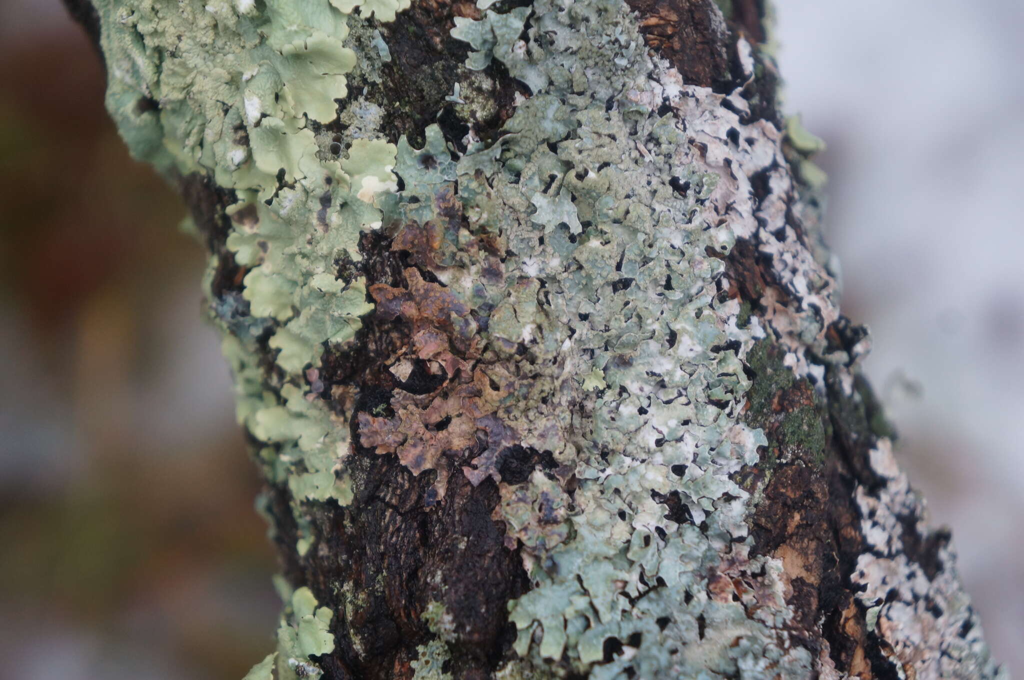 Image of Hammered shield lichen