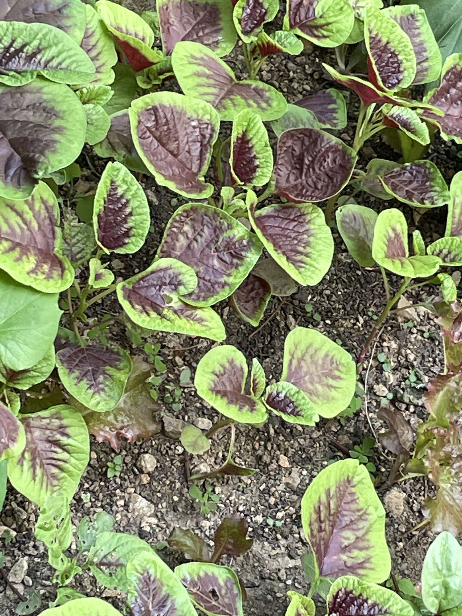 Imagem de Amaranthus tricolor L.