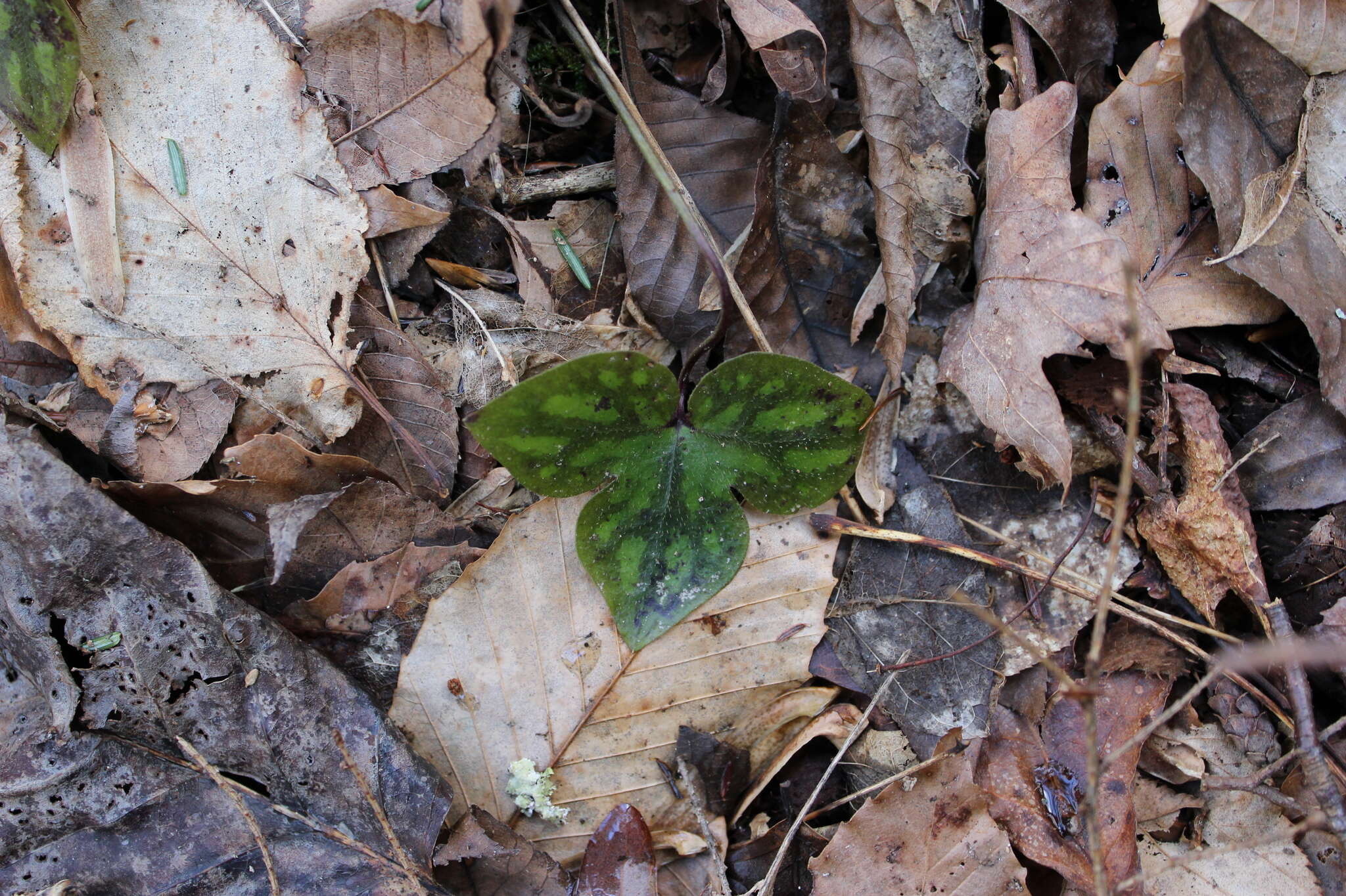 Plancia ëd Hepatica nobilis var. acuta (Pursh) Steyermark