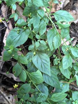 Image of Lysimachia capillipes Hemsl.