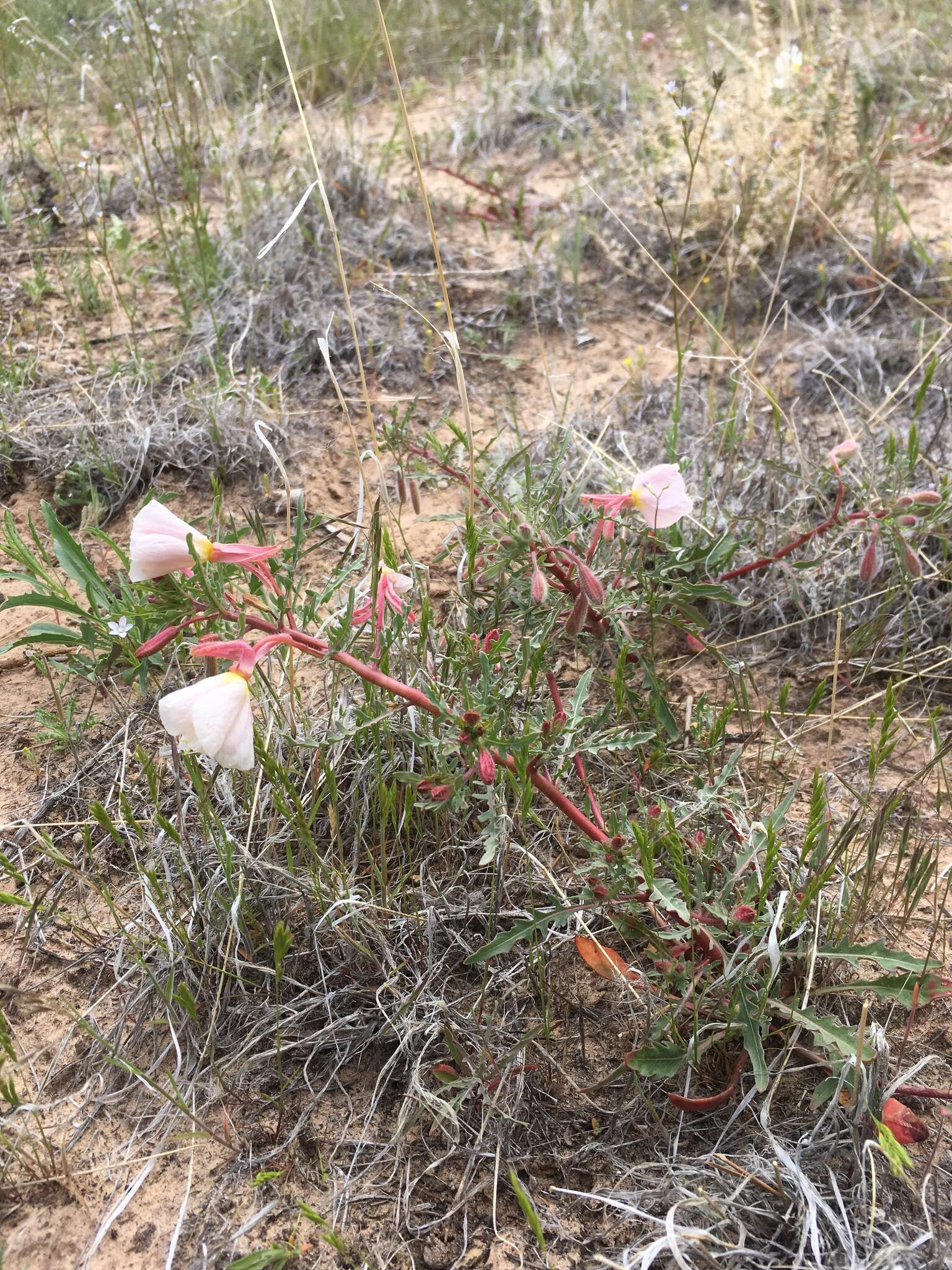 Imagem de Oenothera pallida subsp. trichocalyx (Nutt. ex Torr. & Gray) Munz & W. Klein